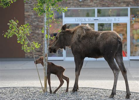 For a few hours, cow moose and calf call an Anchorage hardware store parking lot home ...