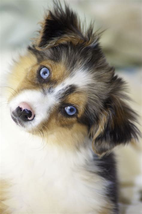 Why Do Some Dogs Have Blue Eyes