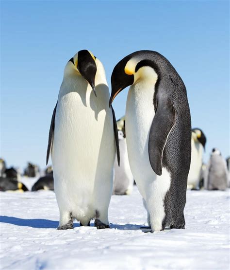 How Tall are Emperor Penguins? - Penguins Blog