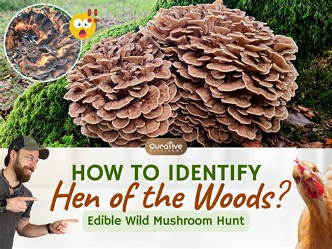 Hen of the Woods (Maitake Mushrooms) Identification Guide