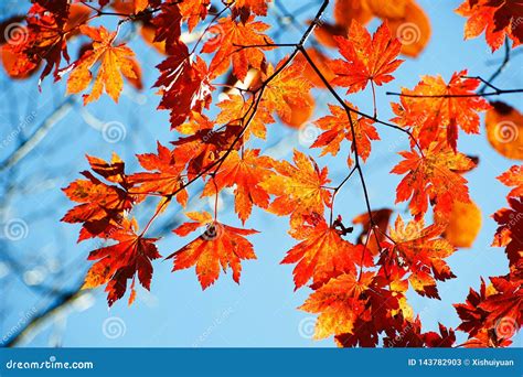 The Red Autumn Maple Leaves Close-up Stock Image - Image of aisa, brook: 143782903