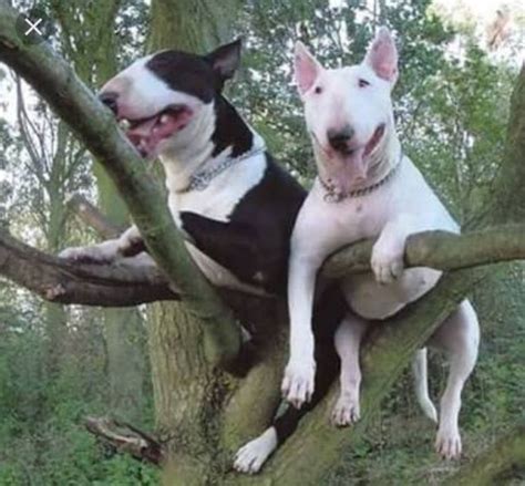 Pin by Mark West on Bull Terriers | Bull terrier, English bull terriers ...