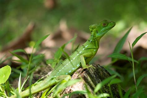 Wild Herps - Emerald Basilisk (Basiliscus plumifrons)