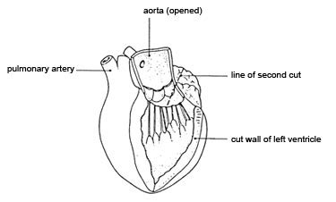 Looking at a heart