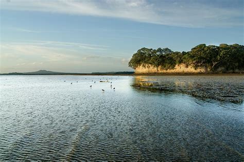 Discover East Auckland! - Pohutukawa Coast