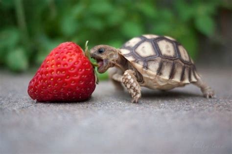 Cute Turtle Wallpapers - Wallpaper Cave