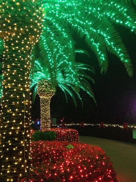 Christmas Lights on Palm Trees