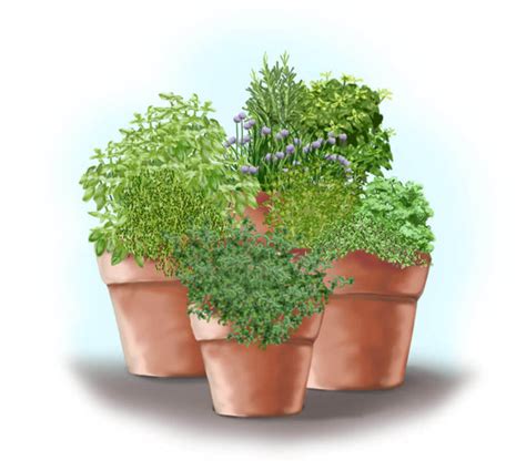 Plant a Pizza Garden in Containers | Bonnie Plants