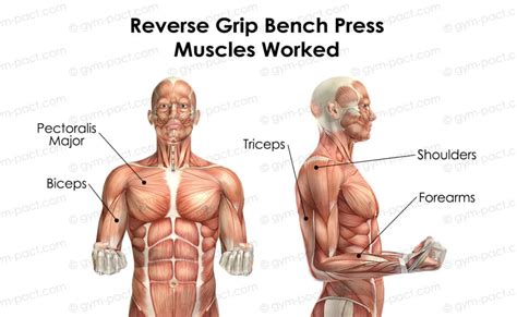 The Ultimate Guide To The Reverse Grip Bench Press