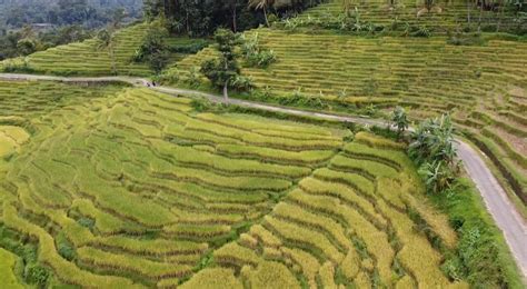 Sering Dibandingkan dengan Bali, Wisata Terasering Ini Ada di Majalengka Loh