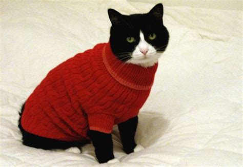 109 Cats In Sweaters | Cat sweaters, Cats, Christmas cats