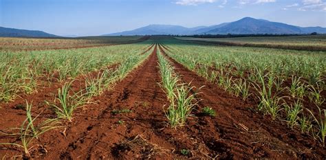 A hungrier, wealthier, choosier, smarter, riskier world: five challenges for Australian agriculture