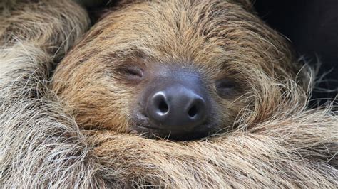 Some Sloths Are More Slothful Than Others | Mental Floss