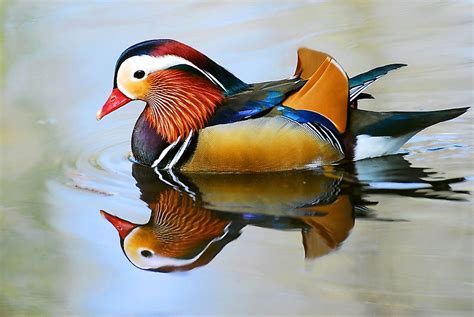 Mandarin Duck Facts: Animals of Asia - WorldAtlas