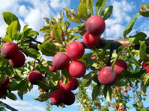 Plum | Description, Uses, Cultivation, History, & Facts | Britannica