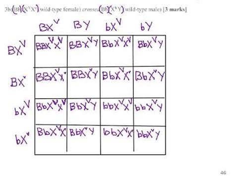 68 - Dihybrid Sex-Linked - Drosophila Eye Colors (p49) - YouTube