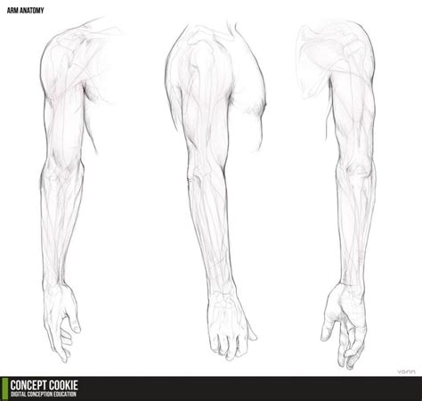 Forearm Drawing Reference - Drawing.rjuuc.edu.np