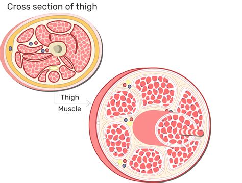 Skeletal muscle fibers: arrangement and diagram | GetBodySmart