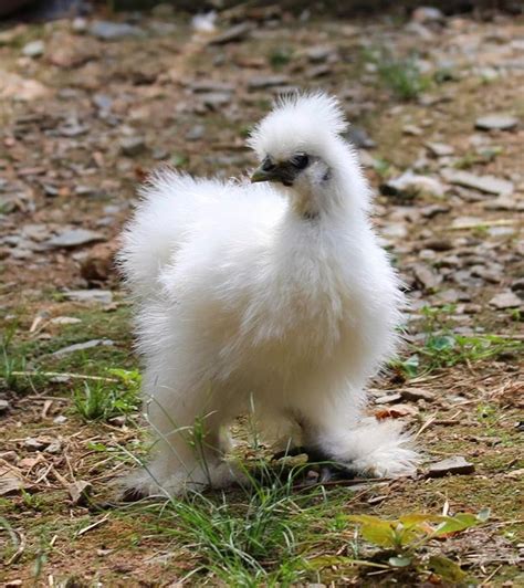 Silkie | The Fluffy Chicken | Never Ever Seen Before