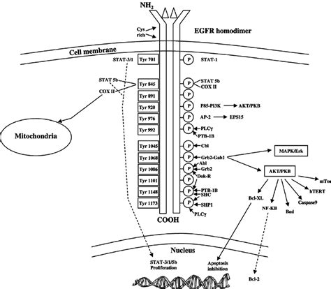 The EGFR kinase domains. Schematic representation of major tyrosine... | Download Scientific Diagram