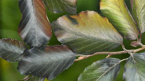 Copper Beech (Fagus sylvatica f. purpurea) - Woodland Trust