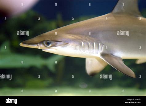 scalloped hammerhead shark Sphyrna lewini c viviparous inhabits ...