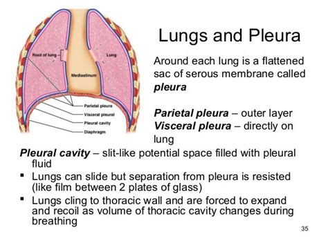 Lecture 21 respiratory system