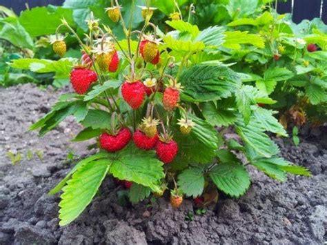 Plantas Curativas y Medicinales: Combate la Diarrea Consumiendo Raíz de Fresa