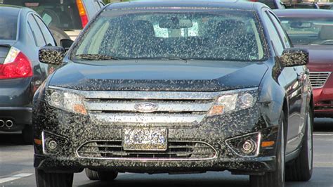 How to Clean Lovebugs from Your Car - Autotrader