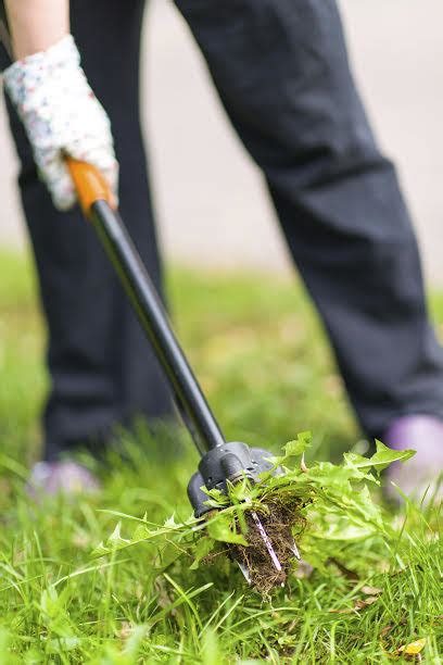 Why Weed Control is Crucial for Your Property - Atlantic Maintenance Group