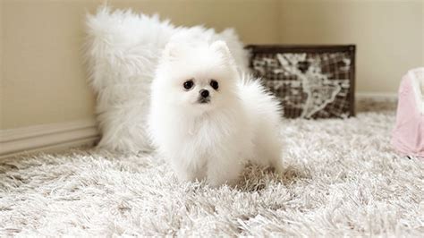 Snow White the Micro Teacup Pomeranian $̶4̶,̶5̶0̶0̶ $4,000 - Top Dog Puppies