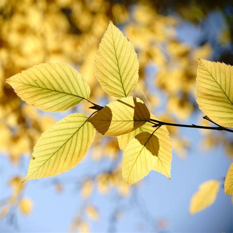 Yellow Birch Tree – Green Thumbs Garden