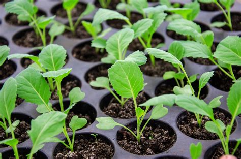 Baby Cabbage Plants