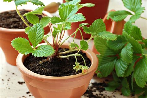 Growing Strawberries in Containers – Strawberry Plants