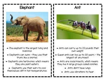 Animal Fact Cards by Early Childhood Resource Center | TpT