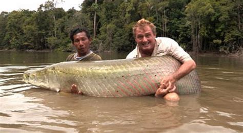 Ikan Air Tawar Terbesar Ditangkap ~ ANAK-KALIMANTAN