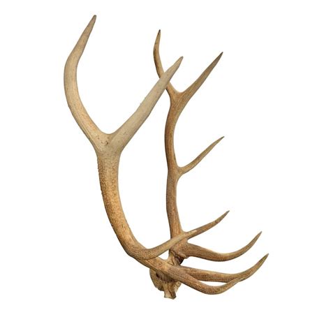 Set of Massive Elk Antlers at 1stDibs