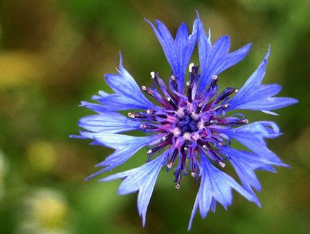 Il fiordaliso è una pianta erbacea perenne e annuale, originaria dell ...