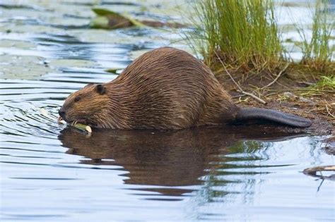 Castor canadensis/Canadian Beaver/Castor du Canada | Дикие животные ...