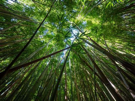 The Sustainability Claims Of Bamboo Sheets: Fact & Fiction