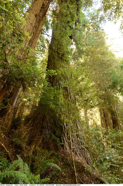 Hyperion Tree - Famous Redwoods