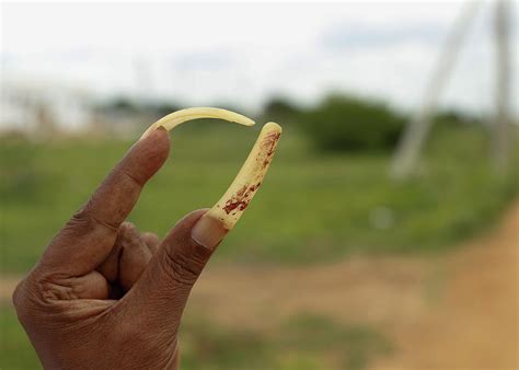 Men With Long Finger Nails Pyrography by Koteswara rao Sattenapalli ...