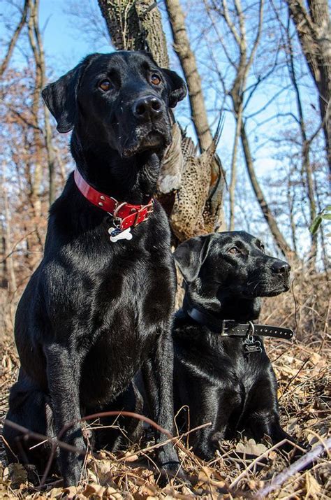 Pheasant Hunting | Hunting dogs, Pheasant hunting, Lab dogs