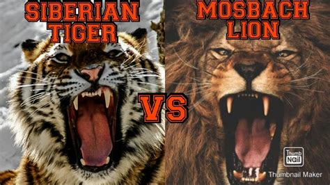 MOSBACH LION VS SIBERIAN TIGER [Who Will Win This Epic Battle? - YouTube