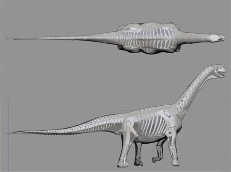 Rainer H - Camarasaurus lentus