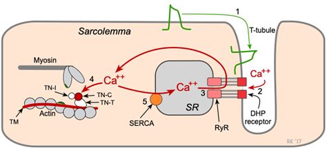 CV Physiology | Cardiac Excitation-Contraction Coupling