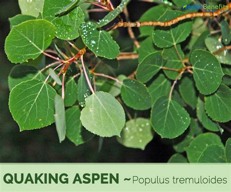 Quaking Aspen facts and health benefits