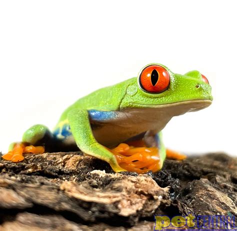 Red Eyed Tree Frog From The Tropical Rain Forest Of Costa Rica And A ...