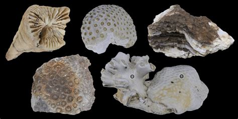 Virtual Collection: Corals (Class Anthozoa) - Digital Atlas of Ancient Life