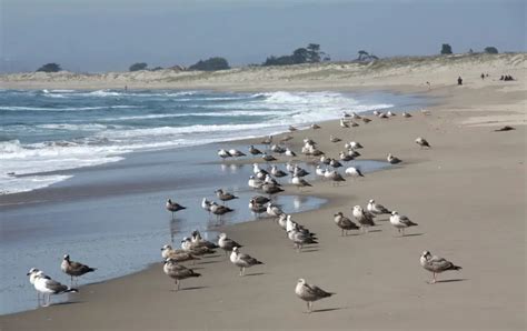 Moss Landing State Beach, Moss Landing, CA - California Beaches